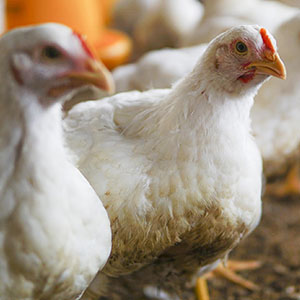 ayam