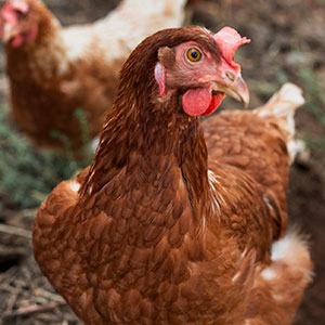 ayam