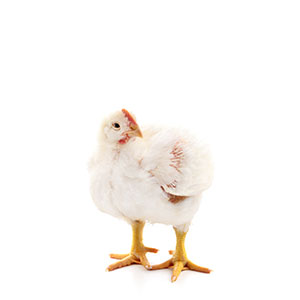 ayam