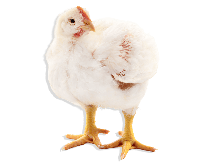 CTA-Ayam-26022024-shadow4 (1)